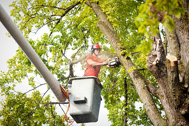 Best Palm Tree Trimming  in Haverford College, PA